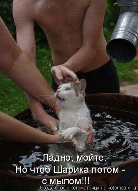 Лучшие котоматрицы недели