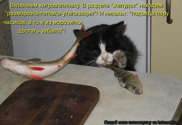 Лучшие котоматрицы недели