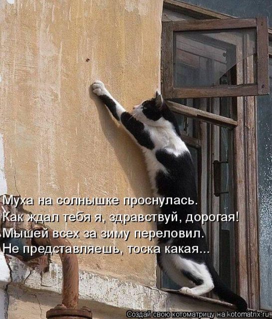 Лучшие котоматрицы недели