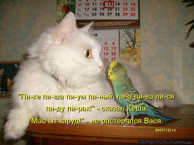Лучшие котоматрицы недели