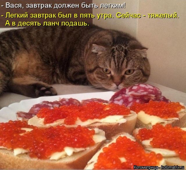 Лучшие котоматрицы недели