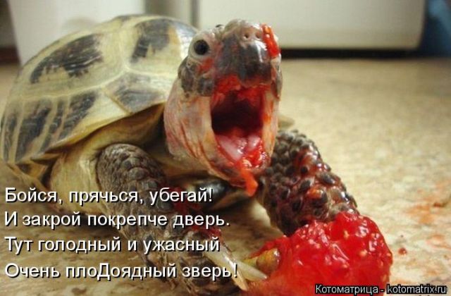 Лучшие котоматрицы недели