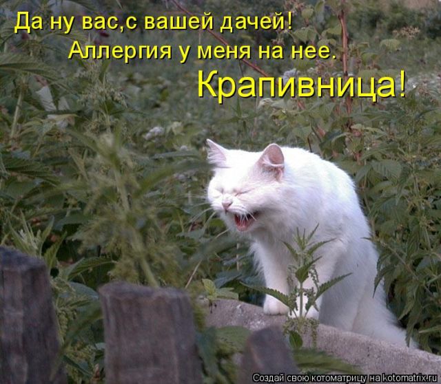 Лучшие котоматрицы недели
