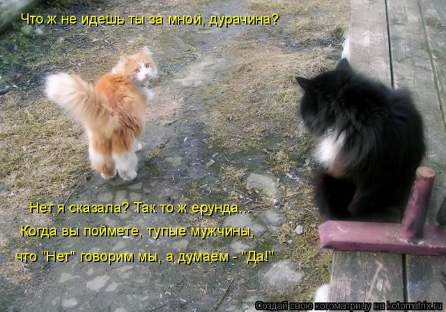 Лучшие котоматрицы недели