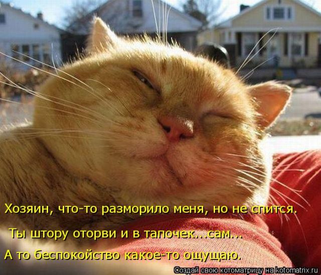 Лучшие котоматрицы недели