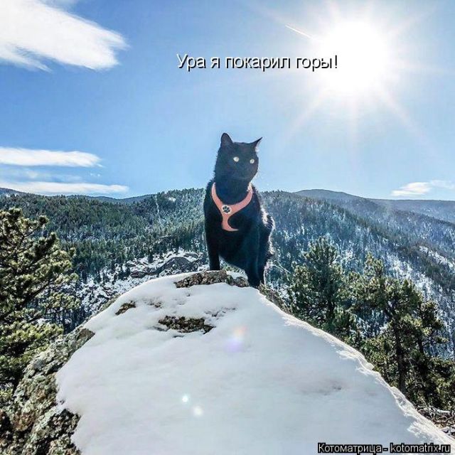 Лучшие котоматрицы недели