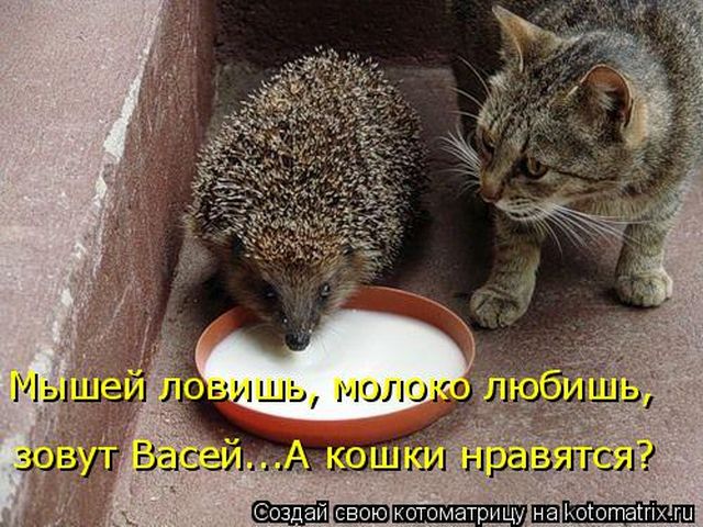 Лучшие котоматрицы недели