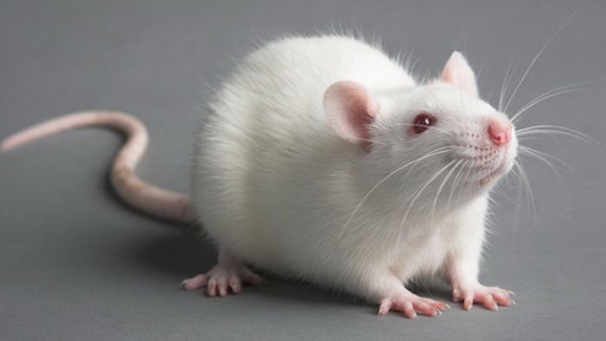 Интересные факты обо всем на свете