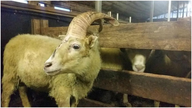 В Исландии найден единорог!