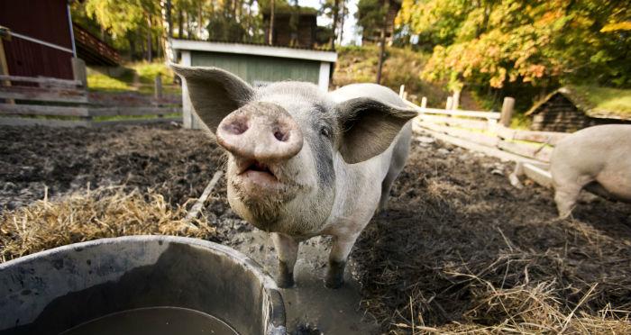 5 жутких городских легенд оказавшихся правдой