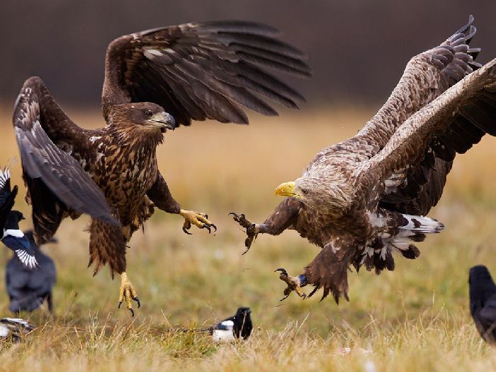 Лучшие фотографии National Geographic Russia в мае