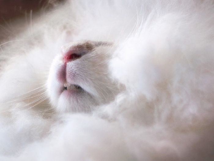 Лучшие фотографии National Geographic Russia в мае