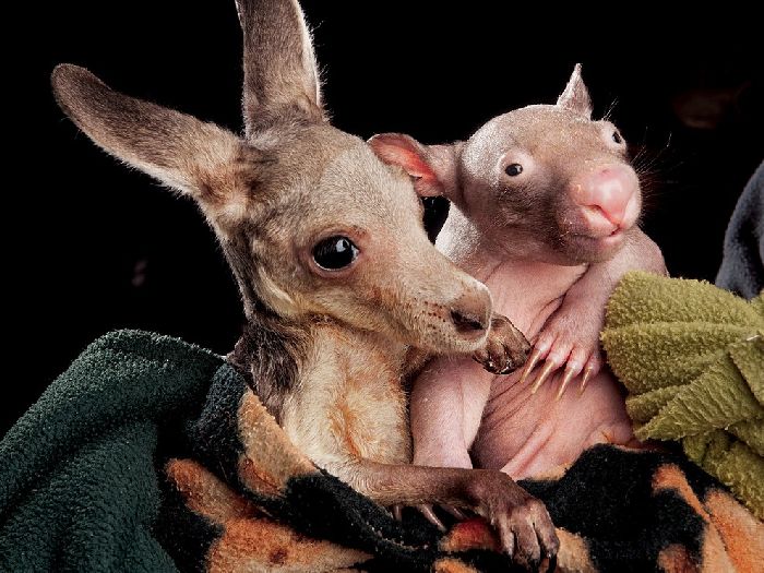 Лучшие фотографии National Geographic Russia в мае