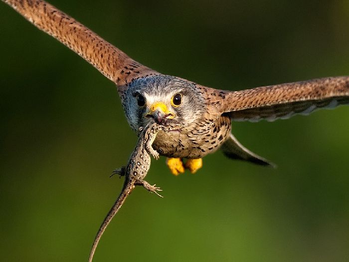Лучшие фотографии National Geographic Russia в мае