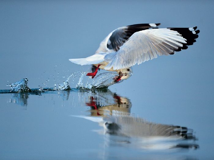 Лучшие фотографии National Geographic Russia в мае