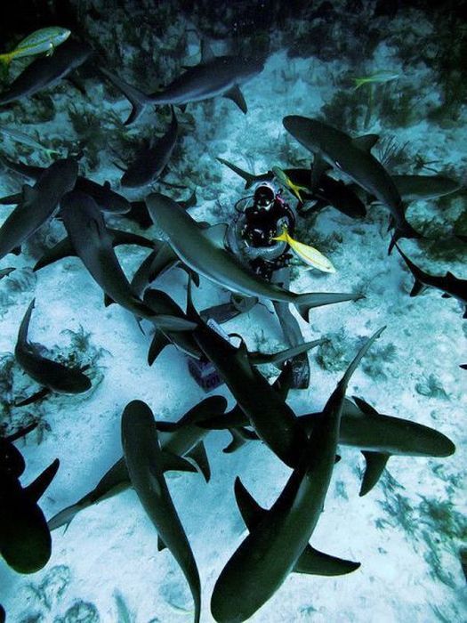 Прикольные картинки