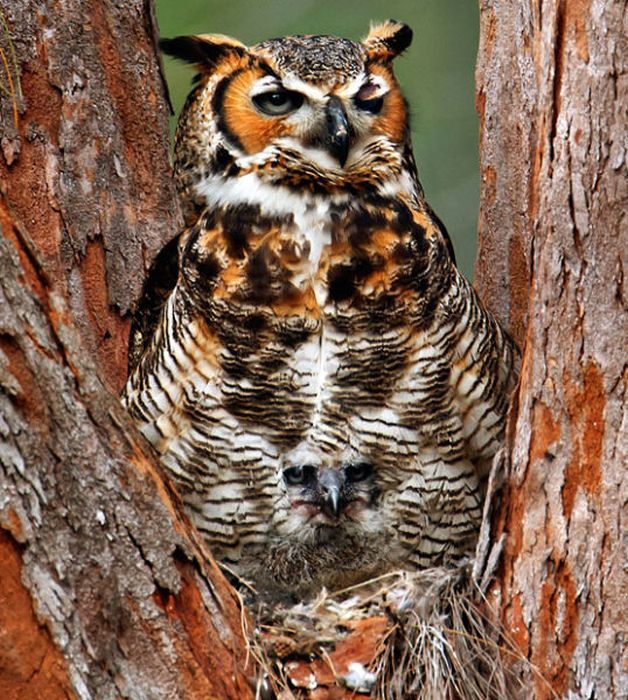 Показалось