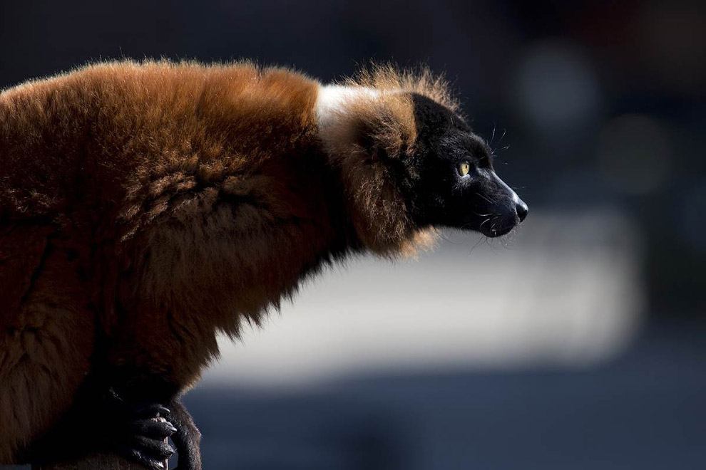 Животные в фотографиях Животные в фотографиях