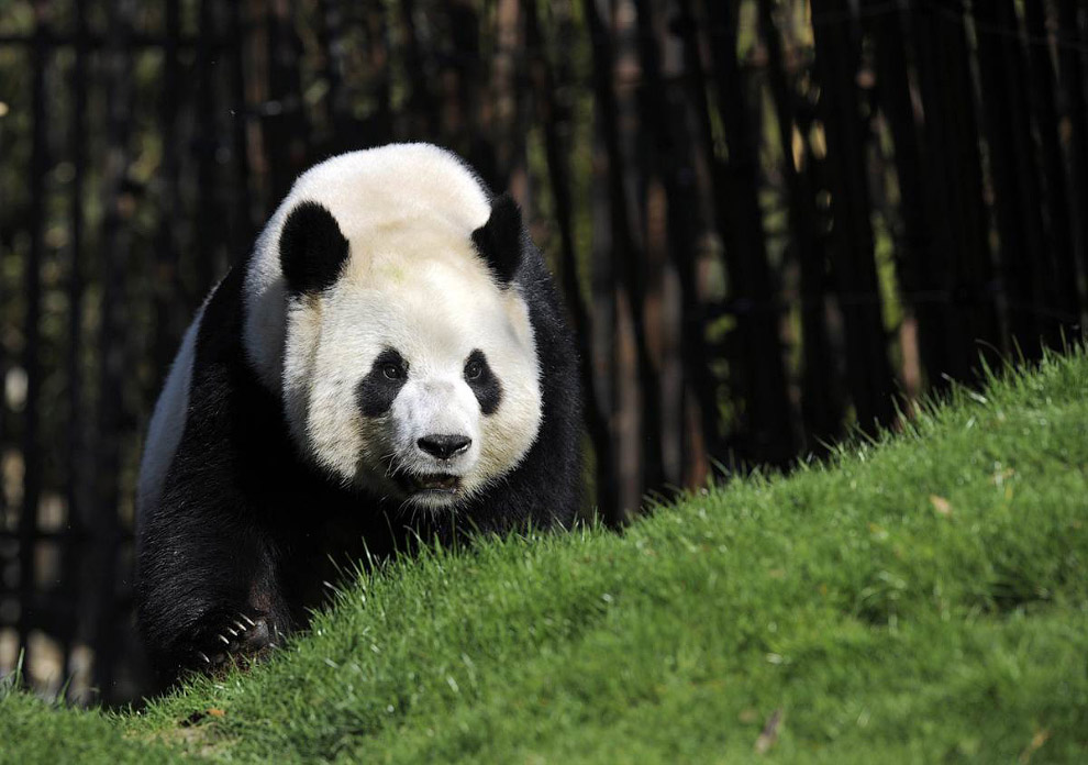 Животные в фотографиях Животные в фотографиях