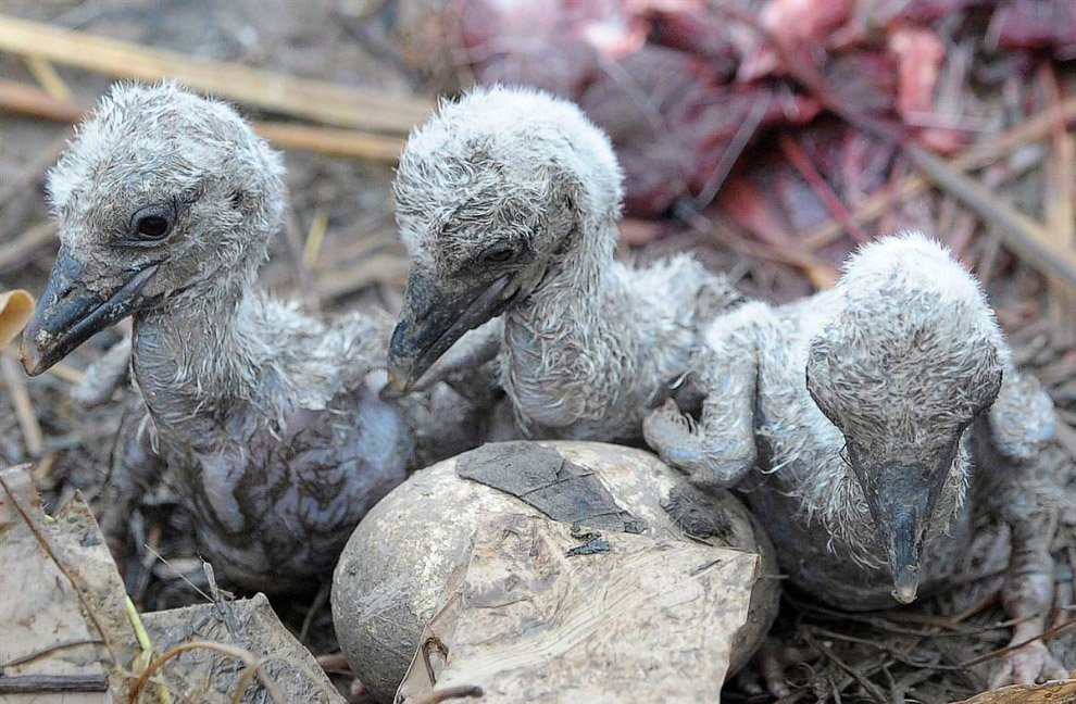 Животные в фотографиях Животные в фотографиях