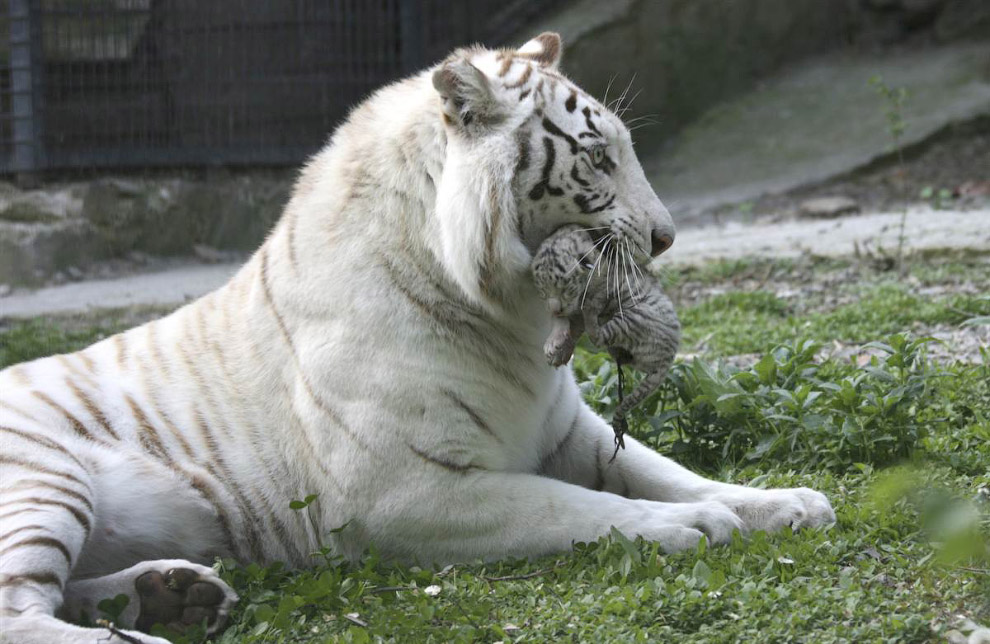 Животные в фотографиях Животные в фотографиях