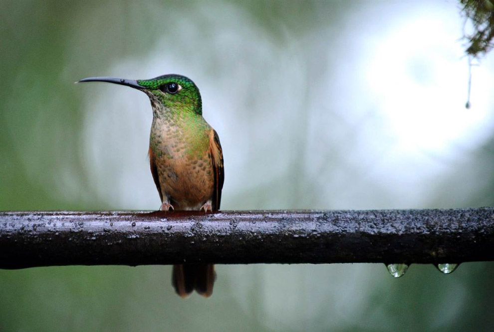 Животные в фотографиях Животные в фотографиях