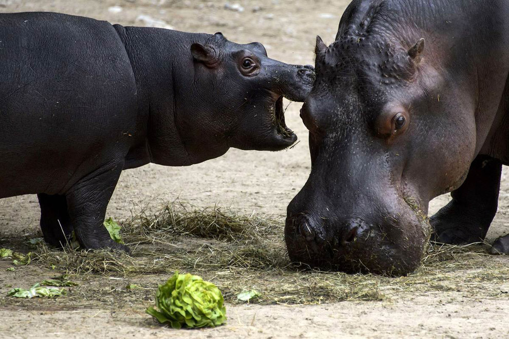Животные в фотографиях Животные в фотографиях