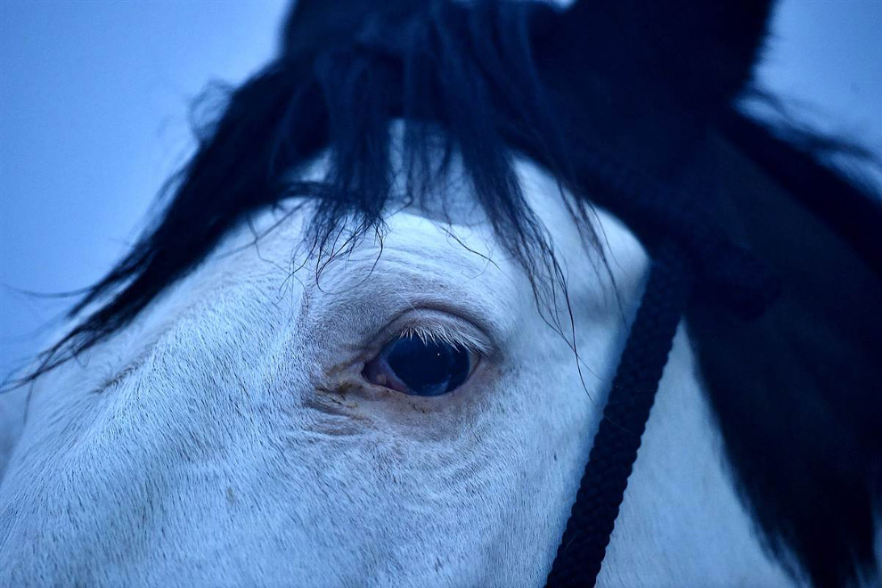 Животные в фотографиях Животные в фотографиях