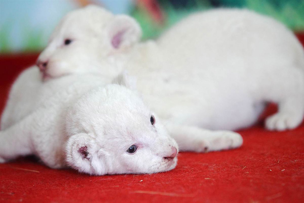 Животные в фотографиях Животные в фотографиях