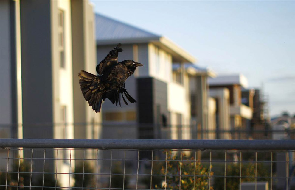 Животные в фотографиях Животные в фотографиях