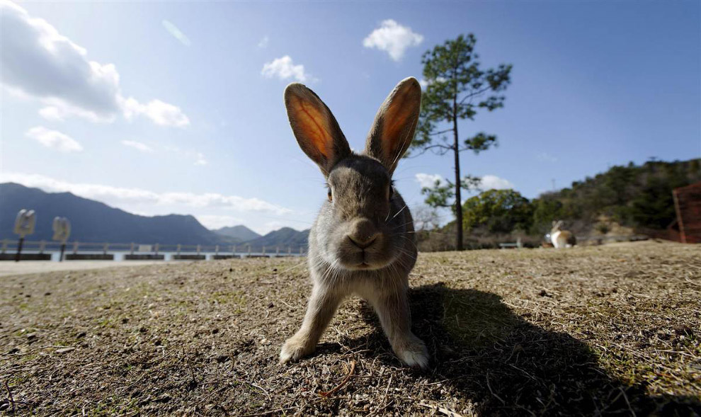 Животные в фотографиях Животные в фотографиях