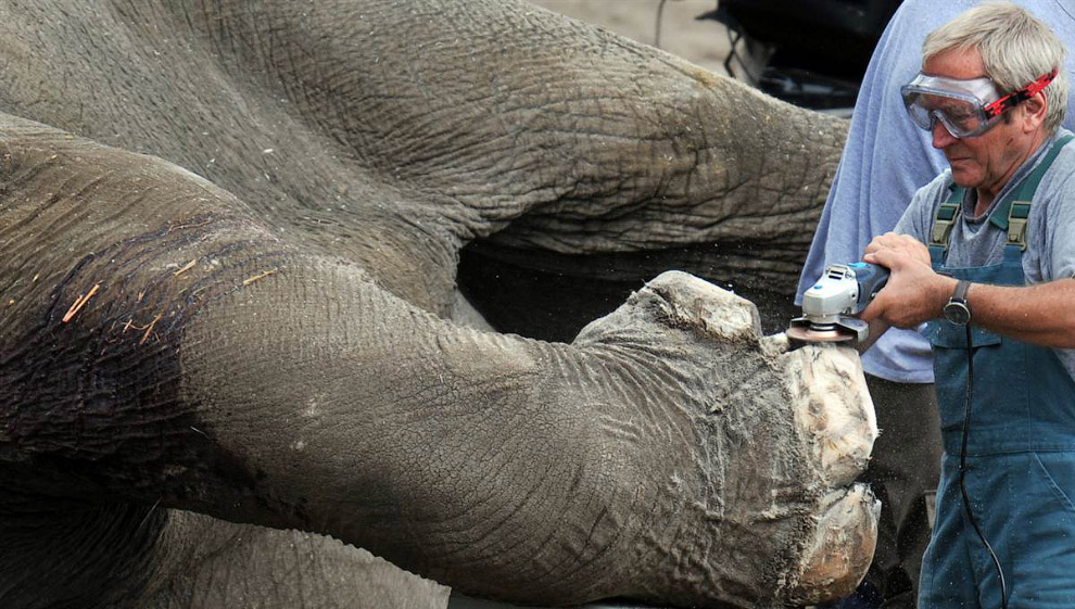 Животные в фотографиях Животные в фотографиях