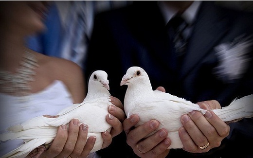 Интереснейшие факты о голубях