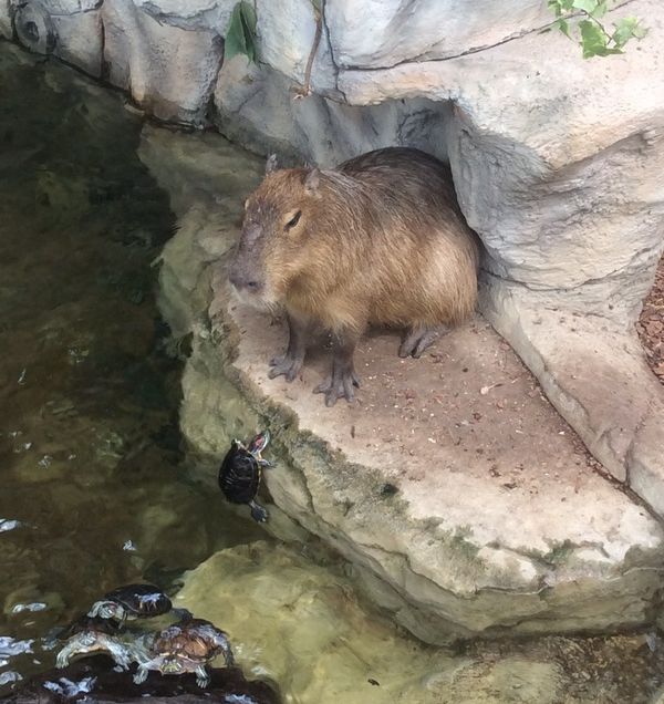 Порция картинок