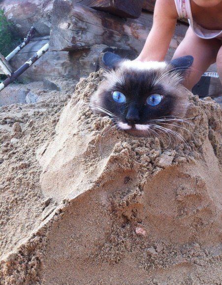 Порция картинок