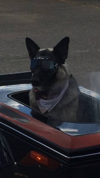 Порция картинок