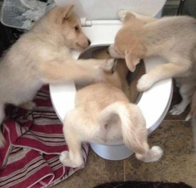 Порция картинок