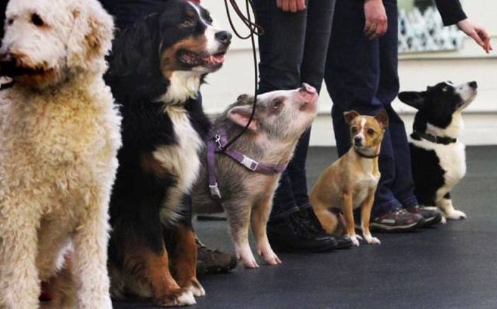 Порция картинок