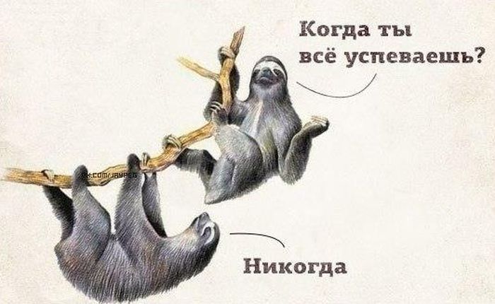 Порция картинок