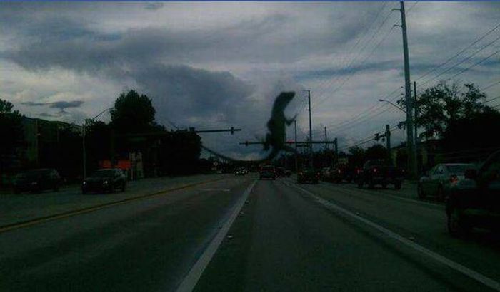 Порция картинок