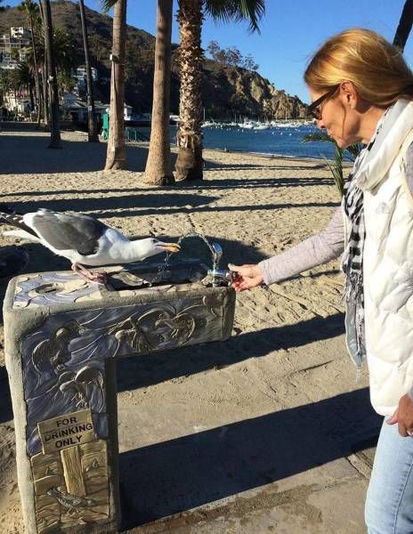 Порция картинок