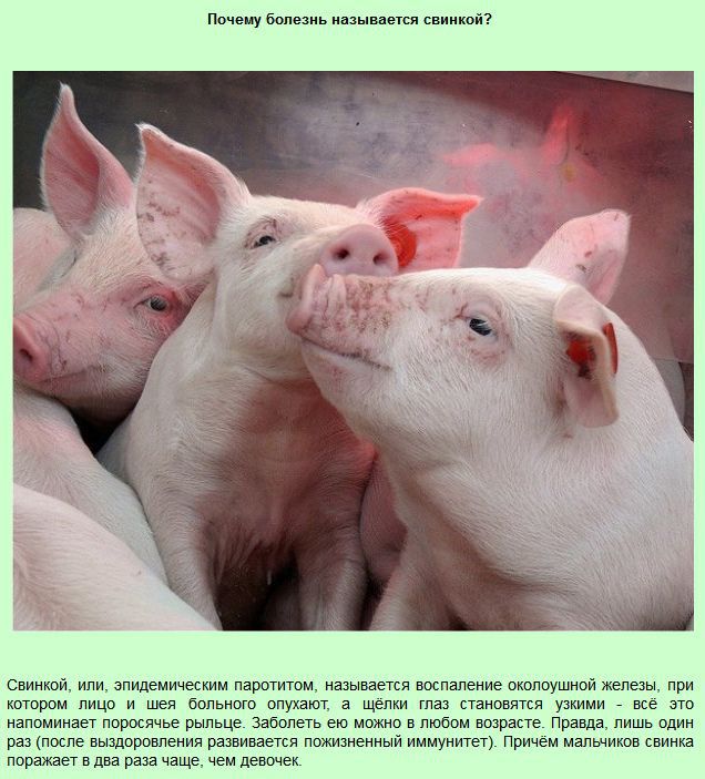 Интересные "почему" (13 фото)