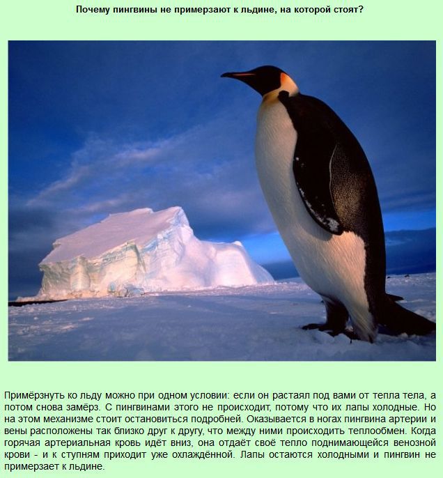 Интересные "почему" (13 фото)