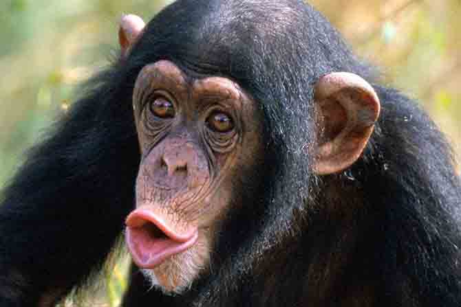 Ученые простым языком о том, чем занимаются Ученые простым языком о том, чем занимаются