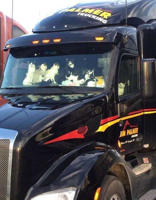 Порция картинок