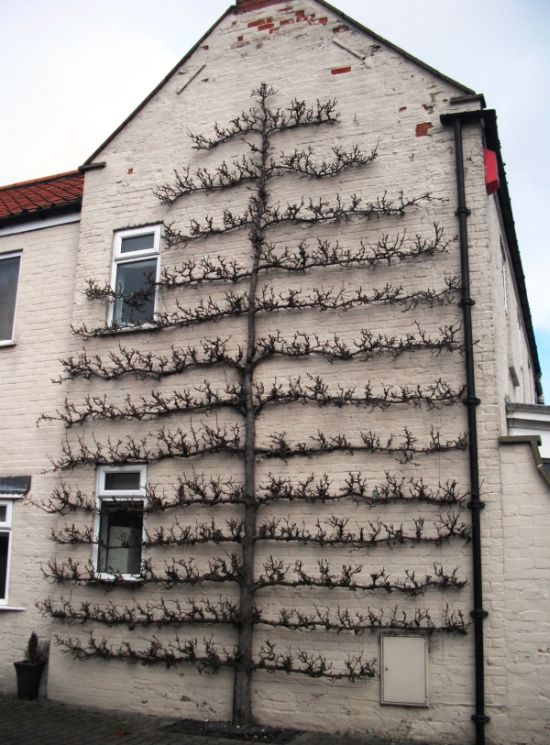 Порция картинок