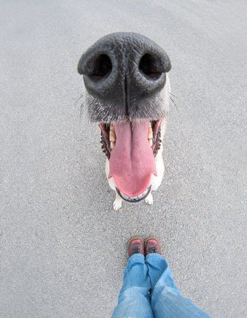 Порция картинок