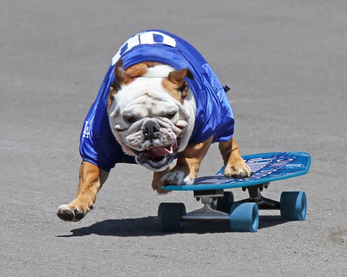 Порция картинок