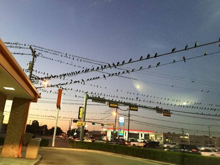 Порция картинок