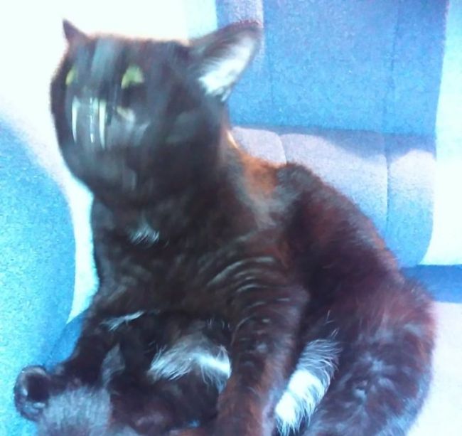 Порция картинок